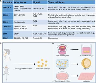 Current experimental methods to investigate the impact of specialized pro-resolving lipid mediators on Sjögren’s syndrome